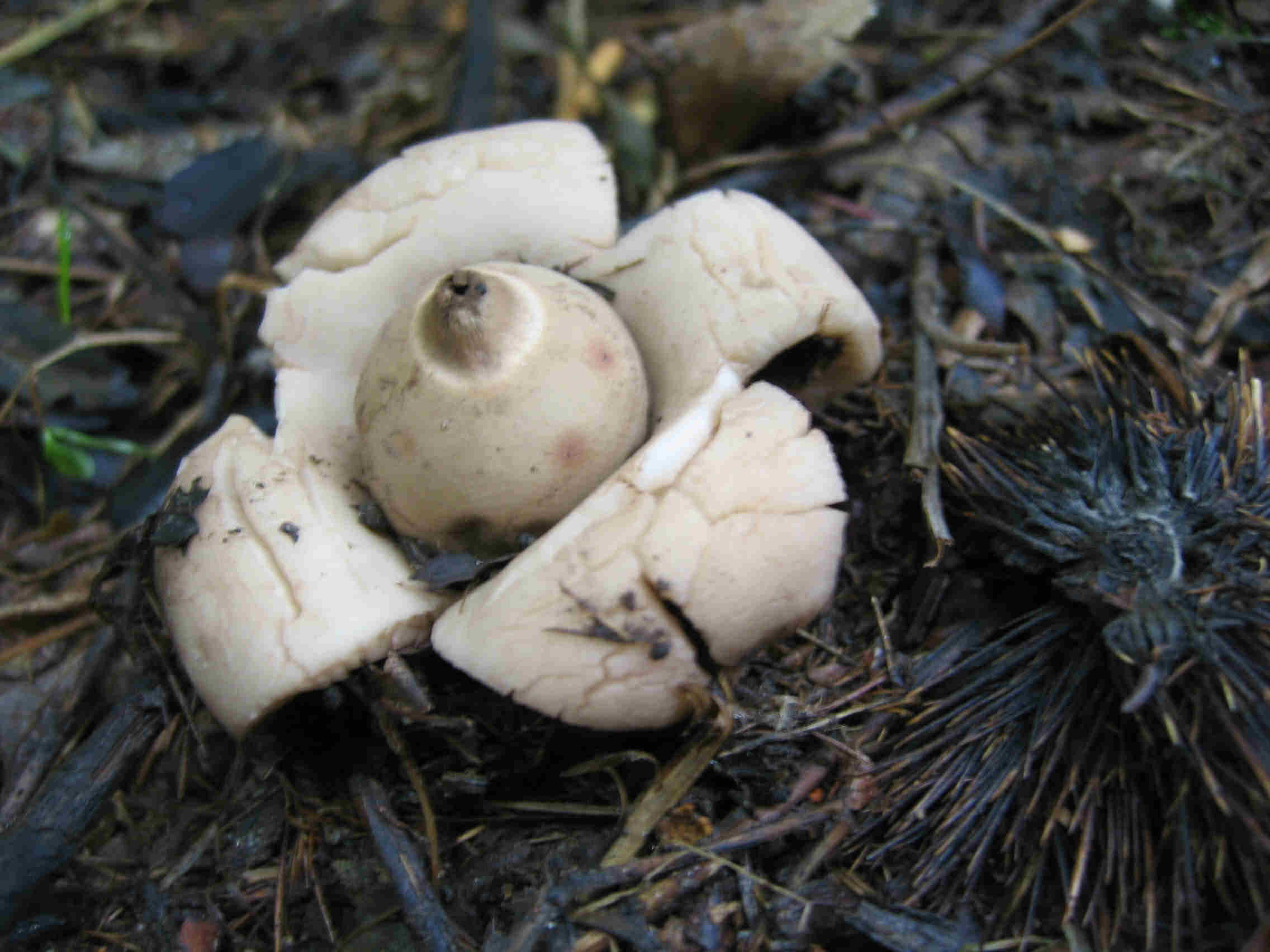 2005 :  Un anno di funghi